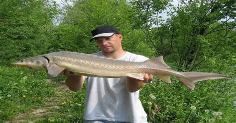 ugly fish|What is the Best Sturgeon Rod .